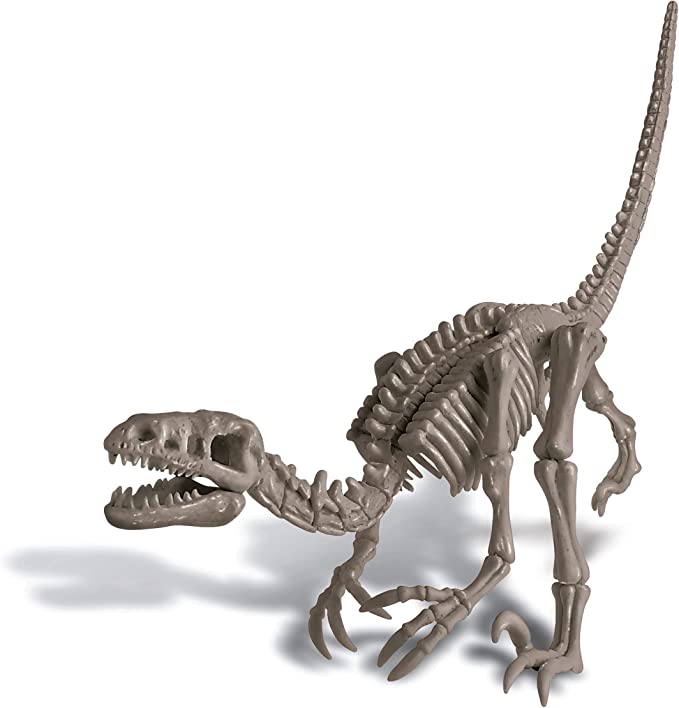 Ciencia Excava Dinosaurio Velociraptor