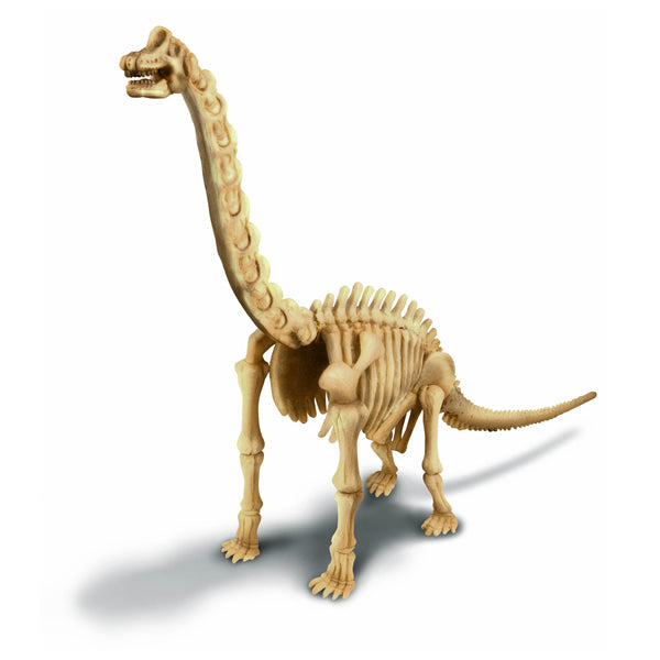 BRACHIOSAURUS EXCAVATION